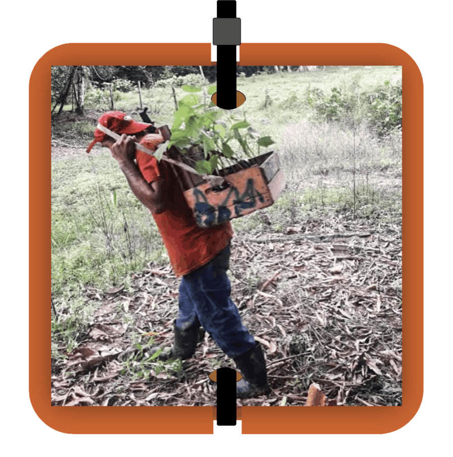 Cultivation of Seedlings